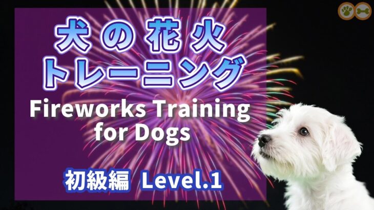 【犬の花火トレーニング 初級編】花火が苦手な犬の練習動画、嫌いな犬が花火に慣れる｜単発・やさしい音
