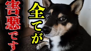 【柴犬】【しつけ】【ポチパパ】すべてが害悪？→飼い主全否定。実は真逆。
