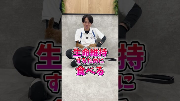 【犬しつけ】ご飯を食べる子食べない子の違いは？
