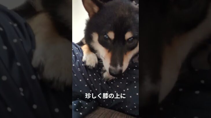 甘えモード#豆柴の日常 #可愛い犬動画 #柴犬 #豆柴しつけ #癒し #元気になる動画
