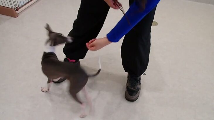 犬の幼稚園 レオンくんとトレーニング