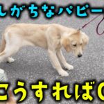 【ゴールデンレトリバー】大型犬でも簡単散歩♪　歩かない・引っ張り散歩の改善方法を大公開！！