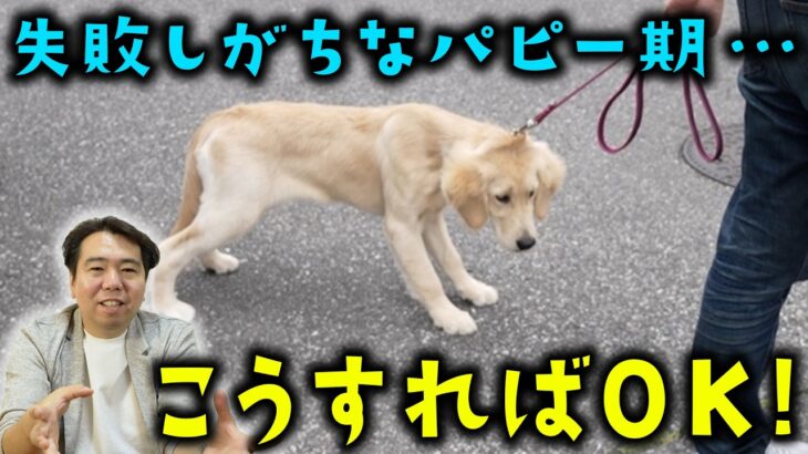 【ゴールデンレトリバー】大型犬でも簡単散歩♪　歩かない・引っ張り散歩の改善方法を大公開！！