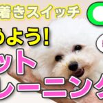 【犬のしつけ】来客・外出先でも安心！犬が落ち着くマットトレーニングのやり方