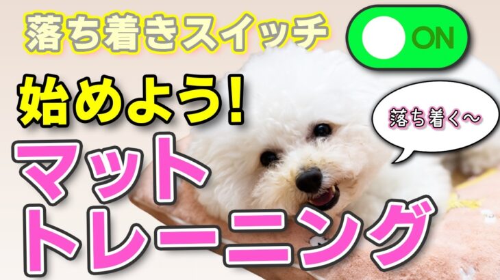 【犬のしつけ】来客・外出先でも安心！犬が落ち着くマットトレーニングのやり方