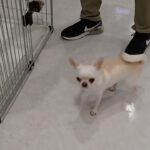 犬の幼稚園 コハクくんとトレーニング