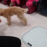 犬の幼稚園 はあおくんとトレーニング