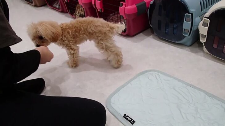 犬の幼稚園 はあおくんとトレーニング
