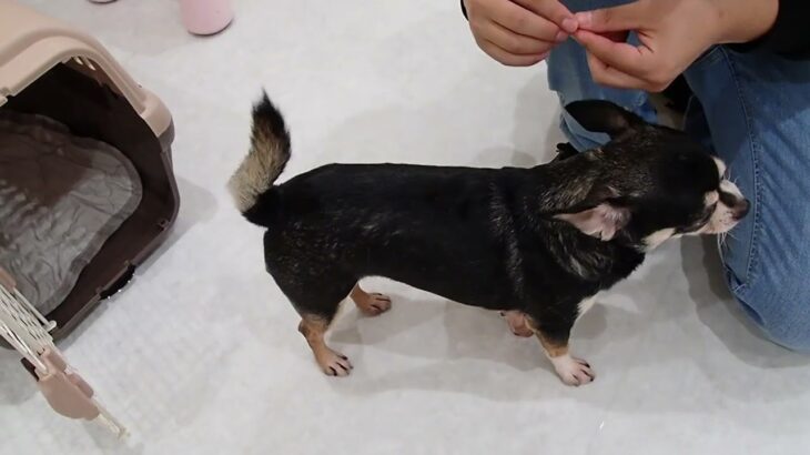 犬の幼稚園 こつぶくんとトレーニング