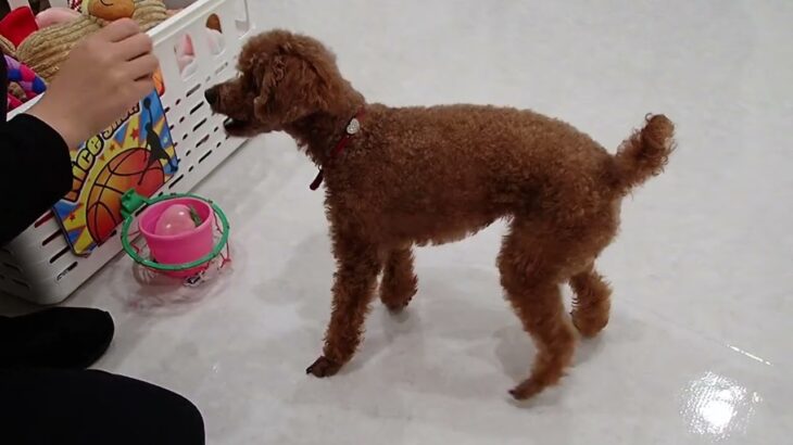 犬の幼稚園 るるちゃんとトレーニング