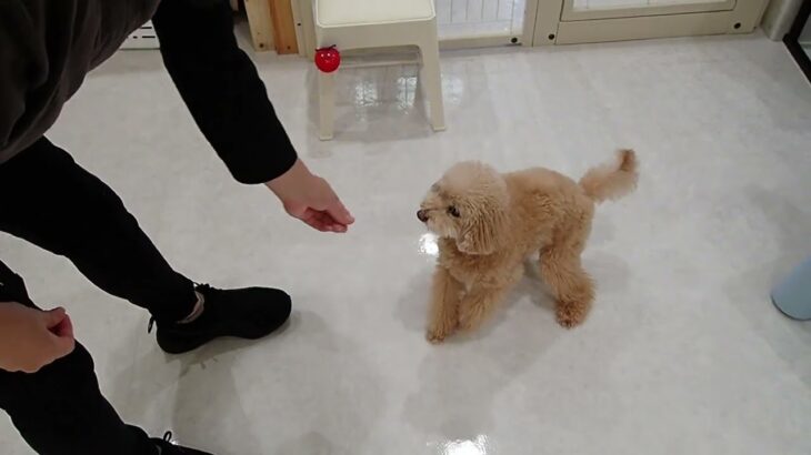 犬の幼稚園 ぴっぴちゃんとトレーニング