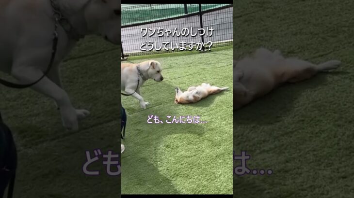 犬のしつけは大切ですよね、みなさんどうされてますか？　　#しつけ教室 #チョークチェーン #プロングカラー #ラブラドール #レトリバー #犬の訓練 #犬のトレーニング #吠え  #吠え