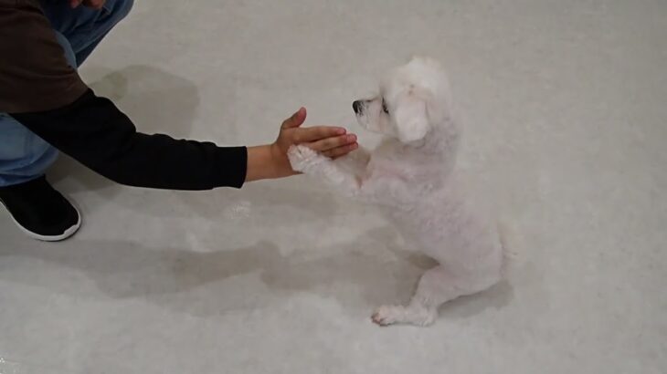 犬の幼稚園 華ちゃんとトレーニング