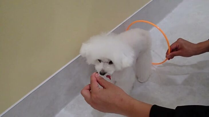 犬の幼稚園 バニラちゃんとトレーニング