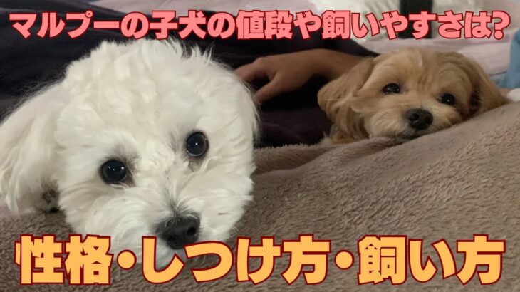 マルプーの子犬の値段や飼いやすさは？性格・しつけ方・飼い方