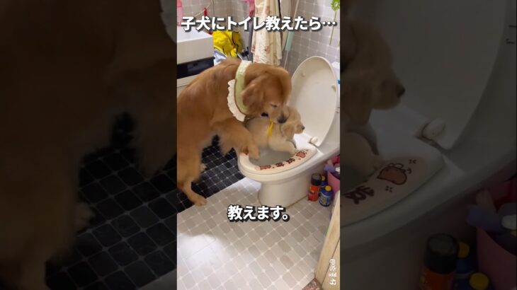 子犬にトイレ教えたら.. #犬 #子犬 #トイレ #しつけ #お母さん