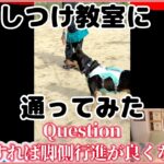 【脚側行進】しつけ教室に通うとどれだけレベルアップするのか？【しつけ教室】