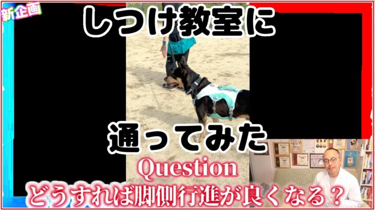 【脚側行進】しつけ教室に通うとどれだけレベルアップするのか？【しつけ教室】
