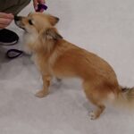 犬の幼稚園 利休くんとトレーニング