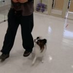 犬の幼稚園 ノエルくんとトレーニング