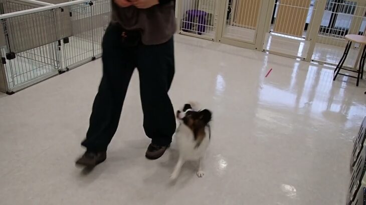 犬の幼稚園 ノエルくんとトレーニング