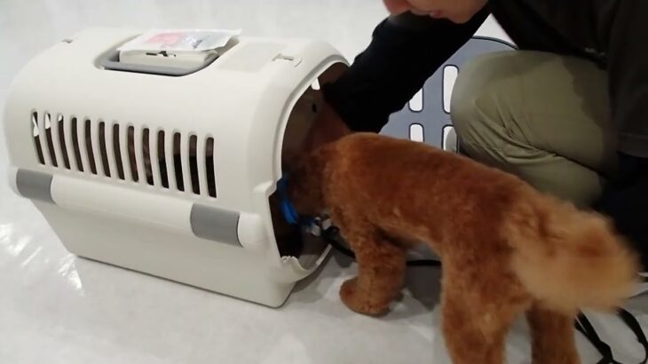 犬の幼稚園 ソラくんとトレーニング