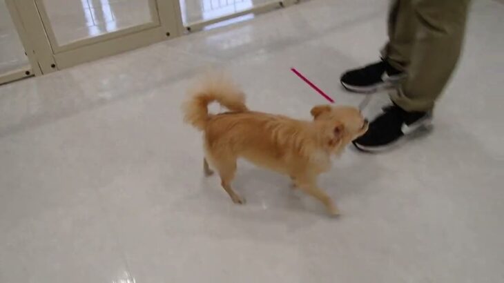犬の幼稚園 ポムくんとトレーニング
