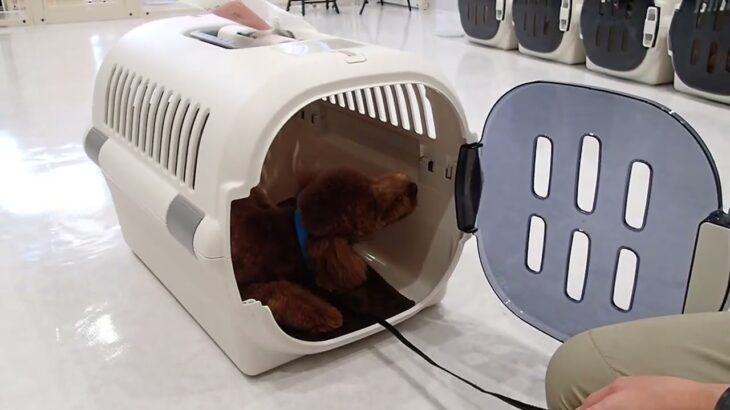 犬の幼稚園 ソラくんとトレーニング