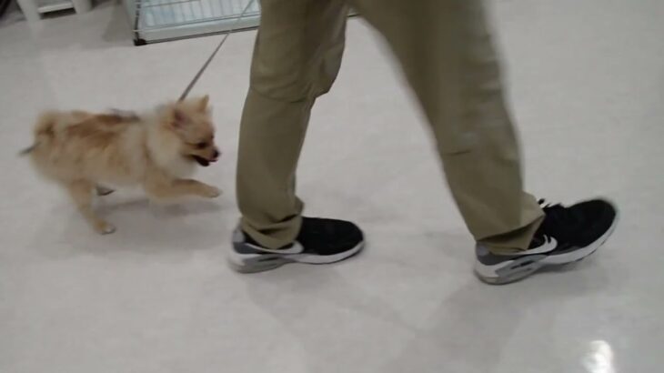 犬の幼稚園 ぷぅくんとトレーニング