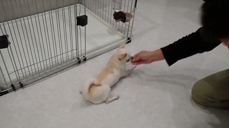 犬の幼稚園 コハクくんとトレーニング