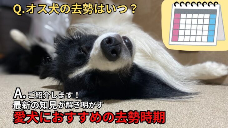 オス犬の去勢はいつ？最新の知見が教えてくれる、愛犬におすすめの去勢手術時期とは？