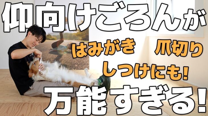【万能すぎ】全犬やるべき“仰向けごろん”の教え方｜しつけや関係構築・お手入れにも超便利！【犬のしつけ】