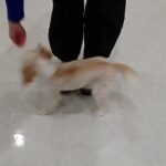 犬の幼稚園 エマちゃんとトレーニング