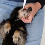 犬の幼稚園 メイちゃんとトレーニング