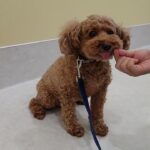 犬の幼稚園 ココくんとトレーニング