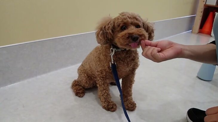 犬の幼稚園 ココくんとトレーニング