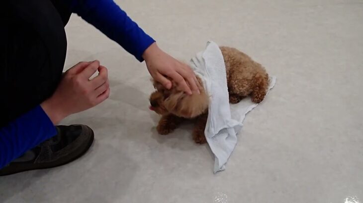 犬の幼稚園 アナちゃんとトレーニング