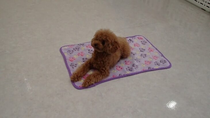 犬の幼稚園 キャンディベルくんとトレーニング
