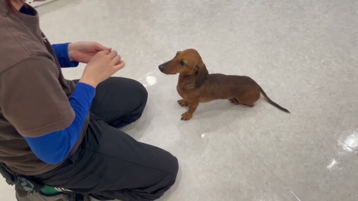 犬の幼稚園 ルイくんとトレーニング
