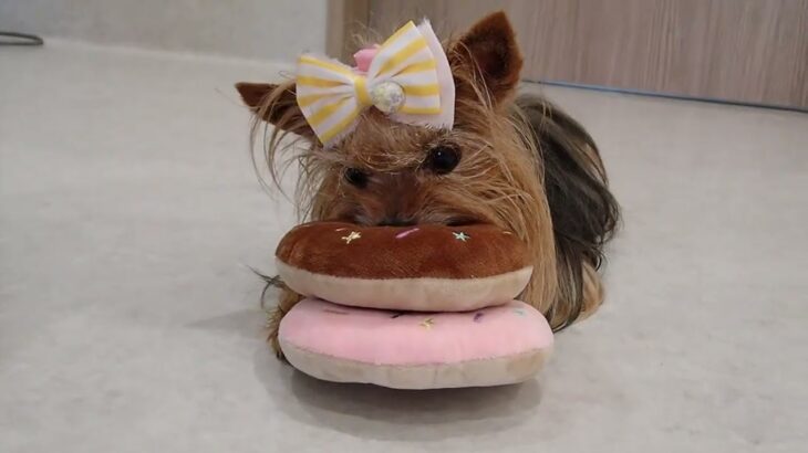 犬の幼稚園 花ちゃんとトレーニング