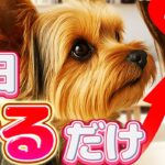 ４つのしつけエクササイズ！毎日行いたいトレーニングとは？