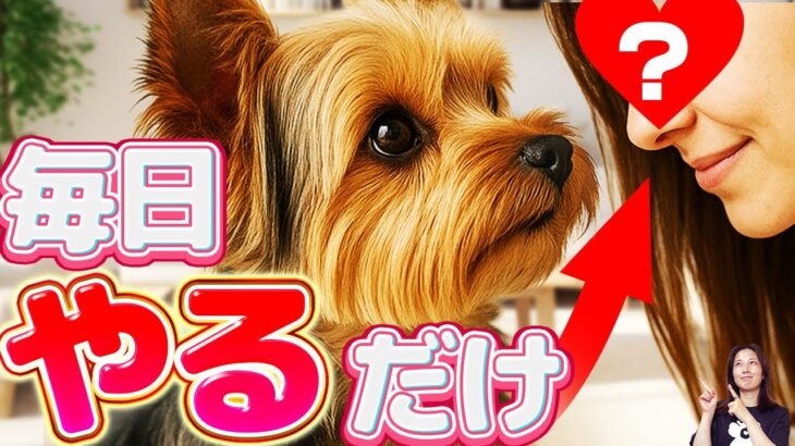 ４つのしつけエクササイズ！毎日行いたいトレーニングとは？