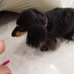 犬の幼稚園 メイちゃんとトレーニング
