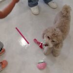 犬の幼稚園 ハニちゃんとトレーニング