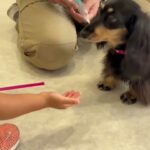 犬の幼稚園 メイちゃんとトレーニング