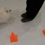 犬の幼稚園 ユパくんとトレーニング