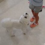 犬の幼稚園 源くんとトレーニング