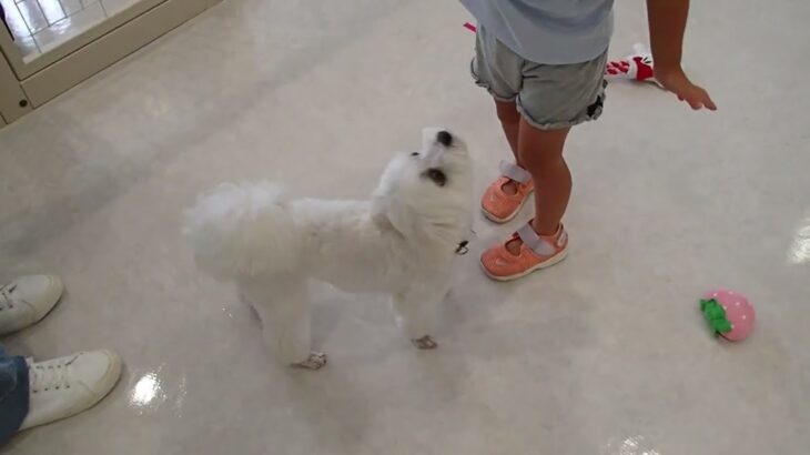 犬の幼稚園 源くんとトレーニング