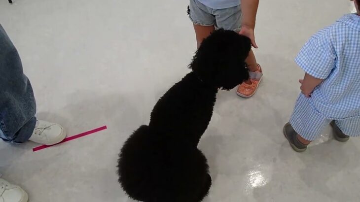 犬の幼稚園 かいくんとトレーニング