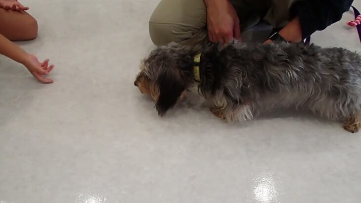 犬の幼稚園 ぎんくんとトレーニング